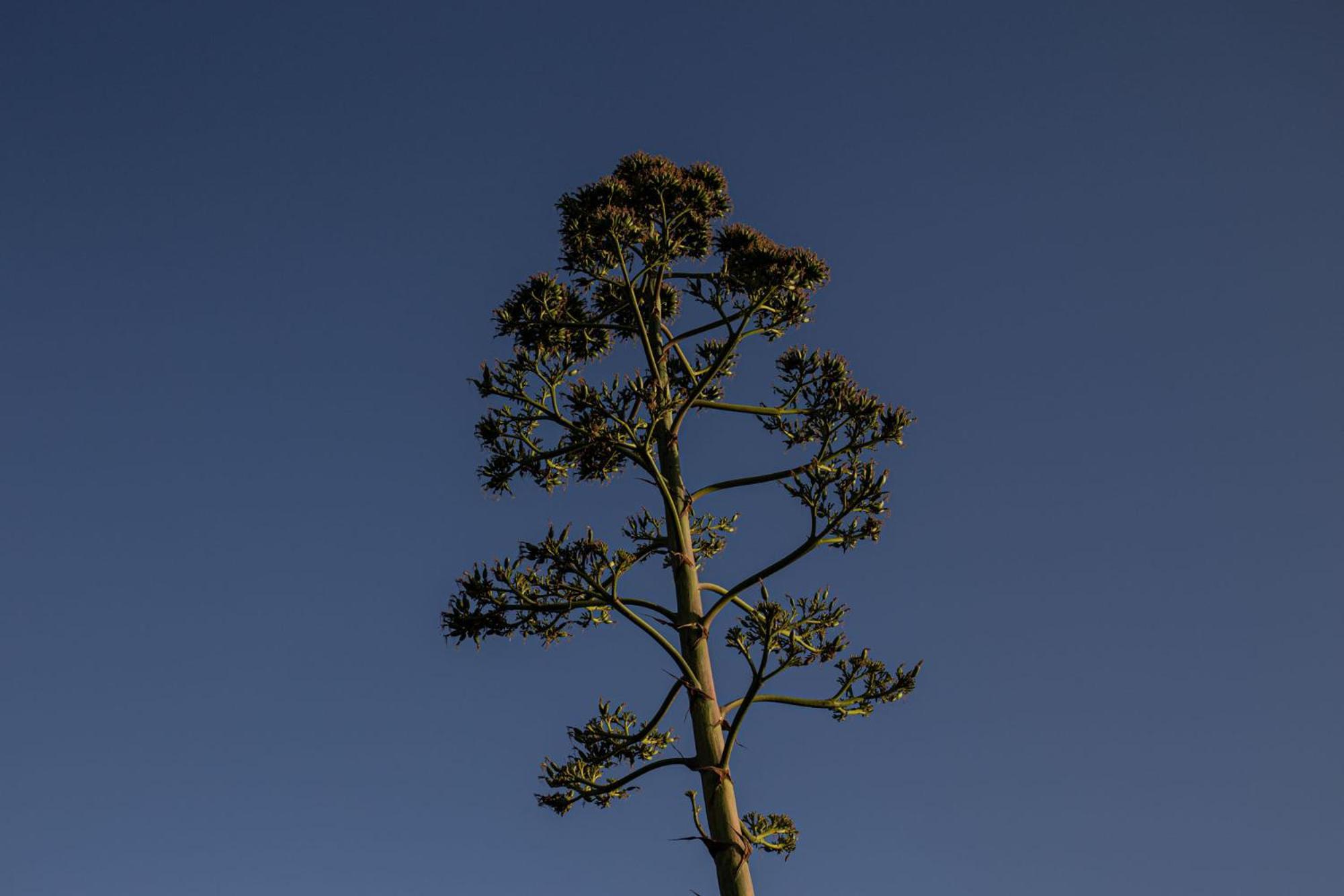 Agriturismo Podere L'Agave San Vincenzo Dış mekan fotoğraf