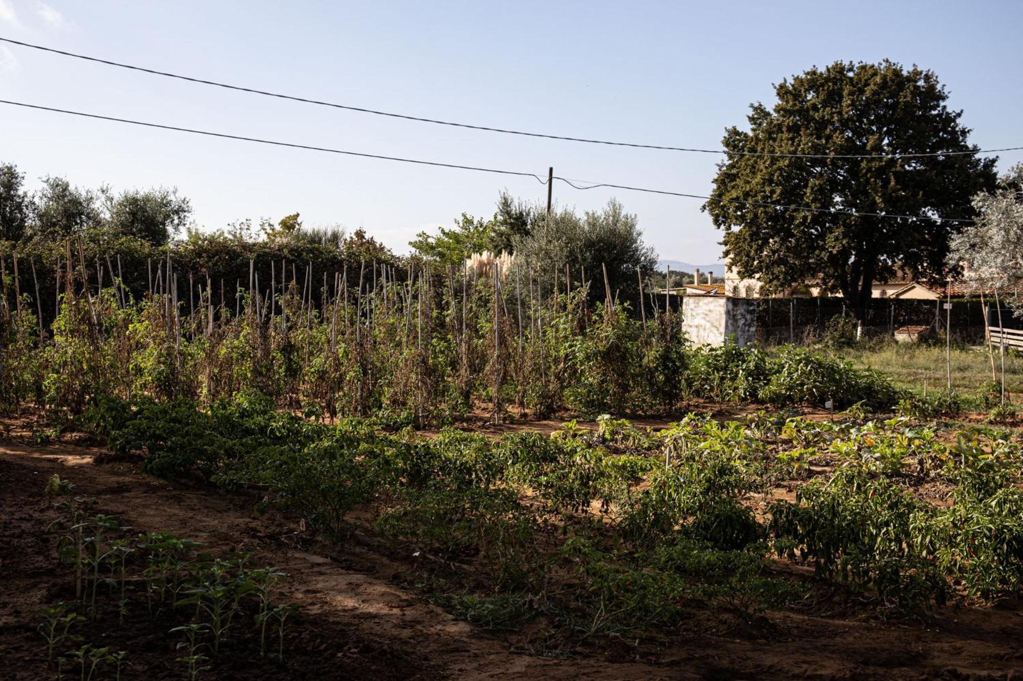 Agriturismo Podere L'Agave San Vincenzo Dış mekan fotoğraf