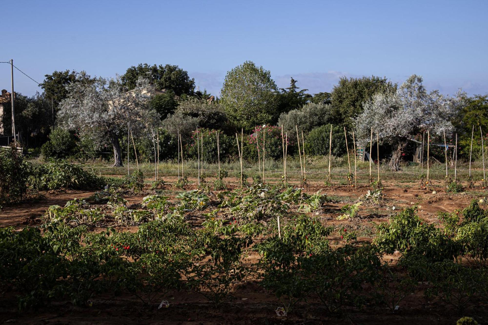 Agriturismo Podere L'Agave San Vincenzo Dış mekan fotoğraf