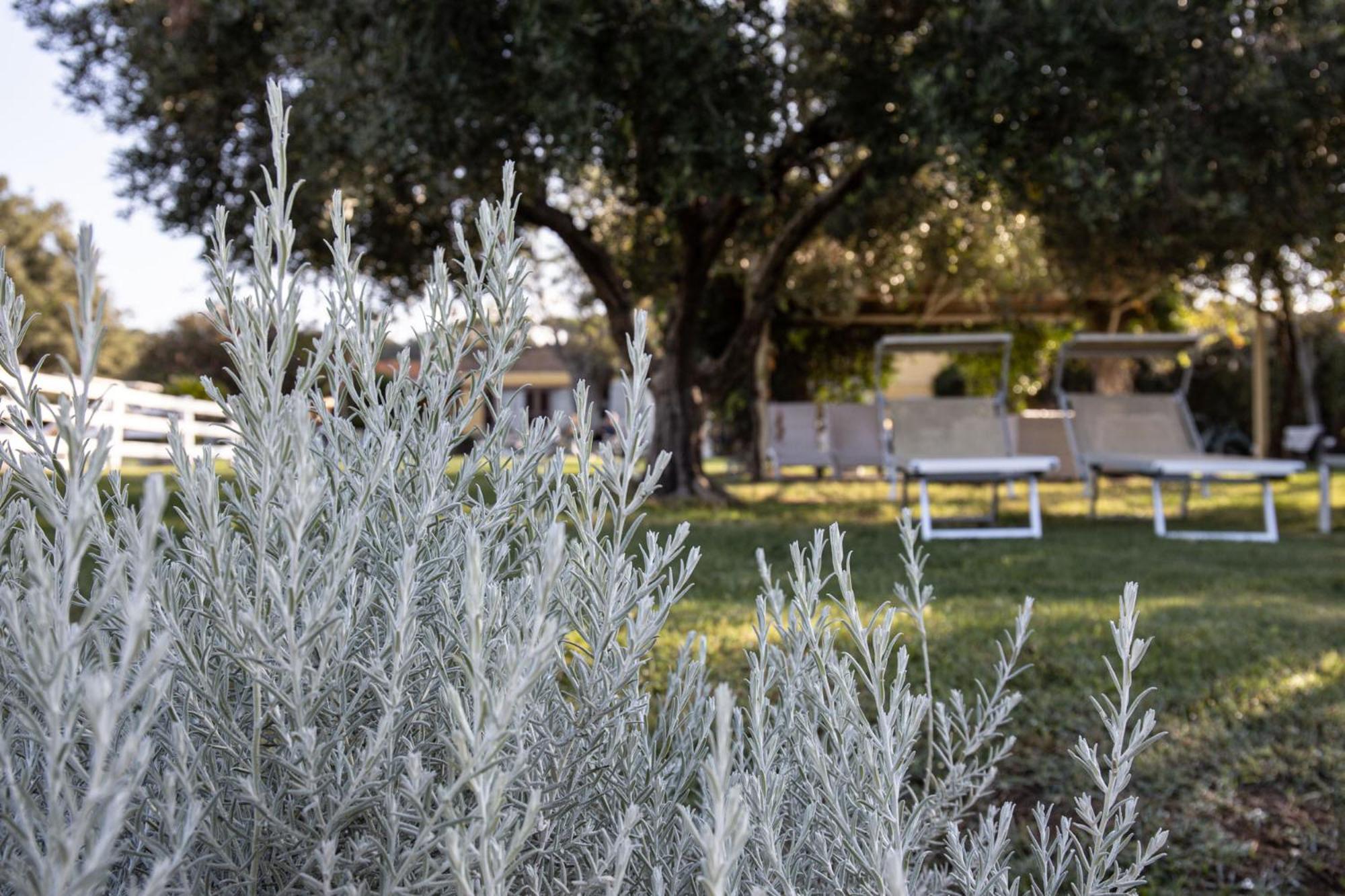 Agriturismo Podere L'Agave San Vincenzo Dış mekan fotoğraf