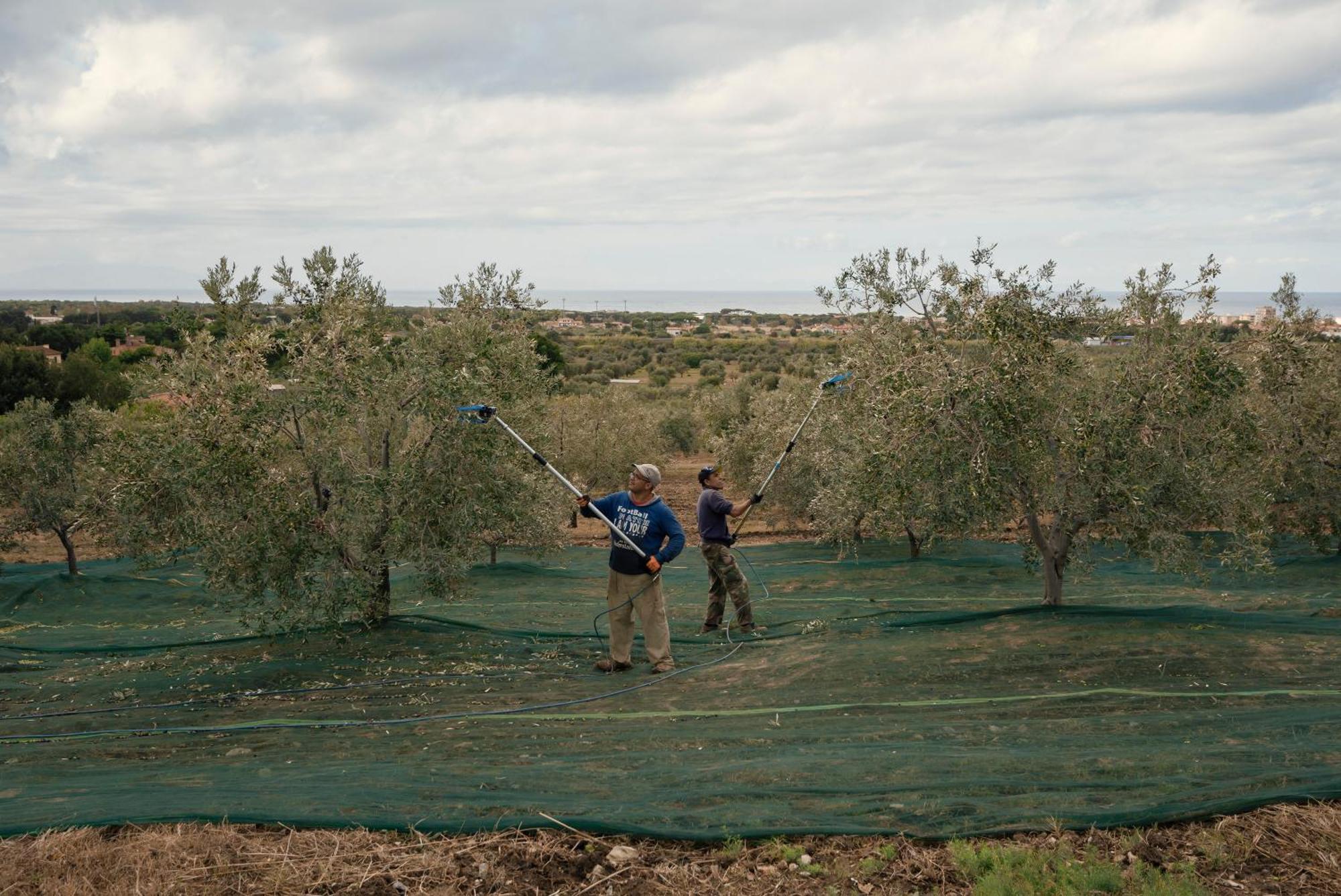 Agriturismo Podere L'Agave San Vincenzo Dış mekan fotoğraf