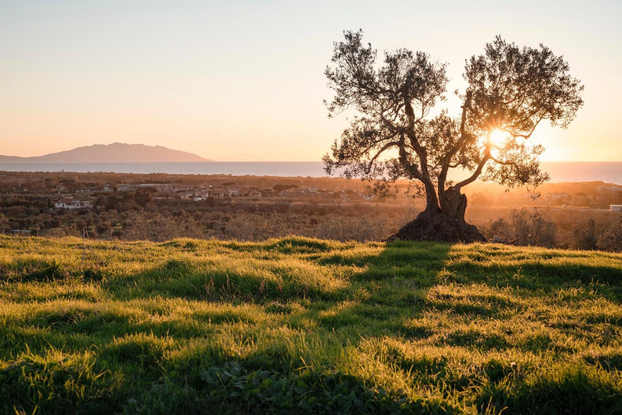 Agriturismo Podere L'Agave San Vincenzo Dış mekan fotoğraf